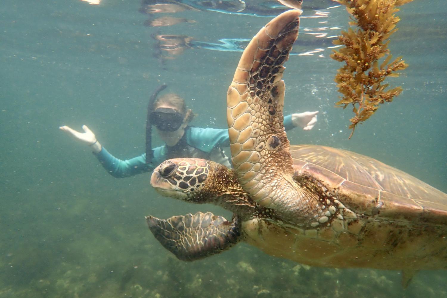 一名<a href='http://x3.aninikahsekerleri.com'>全球十大赌钱排行app</a>学生在Galápagos群岛游学途中与一只巨龟游泳.